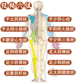 中醫經絡穴位